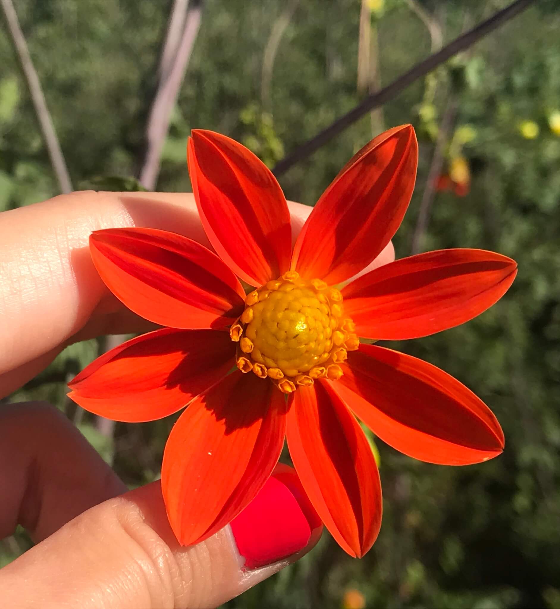 Dahlia coccinea